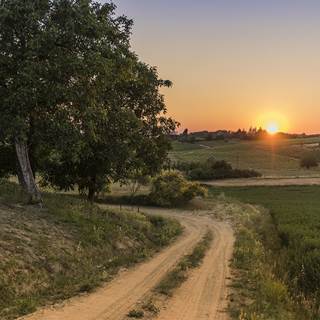 Monferrato vineyards